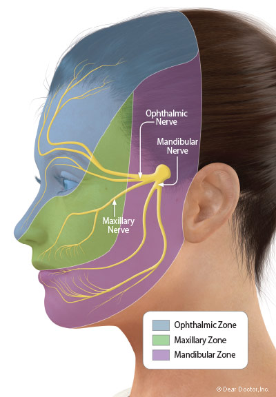 Trigeminal Nerve Chart