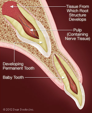 Permanant Tooth Developes.