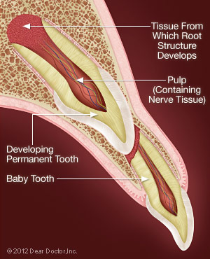 Roots of baby tooth resorb.