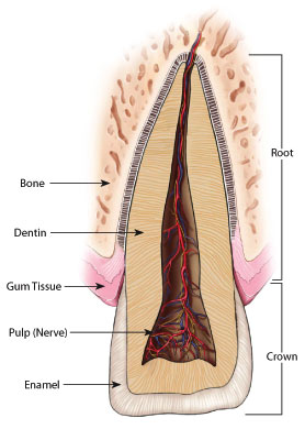 What causes nerve pain in teeth?