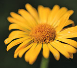 Does Arnica Really Help Healing after Oral Surgery?