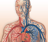 Inflammation—the Connection between Heart Disease and Periodontal (Gum) Disease