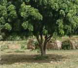 Neem – Oral Healthcare in Developing Countries