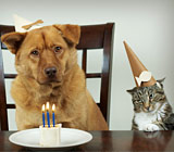 Your Pets Need Dental Care Too!