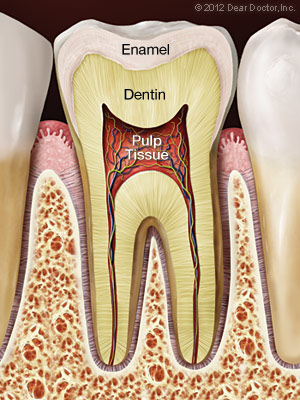 Image showing the composition of a healthy tooth.