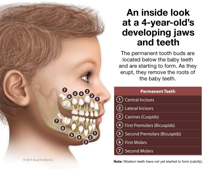 timeline children losing teeth