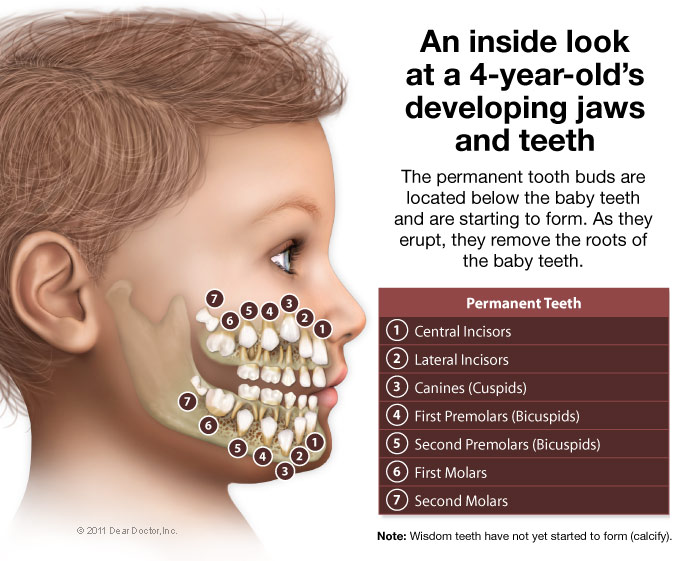 many teeth 4 years old