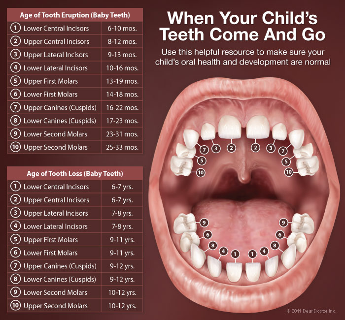 baby teeth 11 months