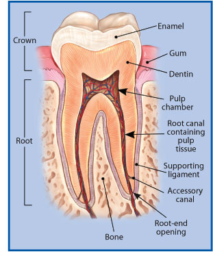 Root Canal Anatomy