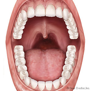 what are canine teeth called in humans