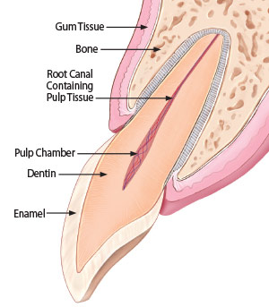 Apicoectomy - Healthy Tooth Anatomy.