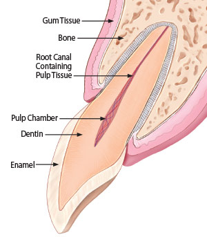 Apicoectomy - Healthy Tooth Anatomy.