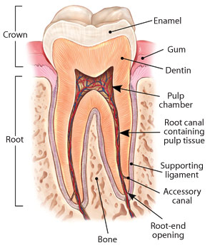 Root canal anatomy