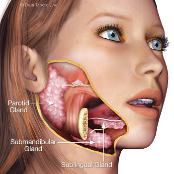 Salivary glands.