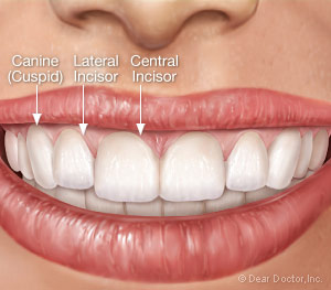 what are canine teeth called in humans