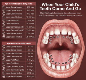 Anatomy of a childrens mouth and teeth.