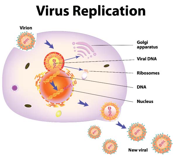 Virus replication.