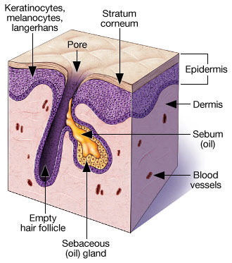 Natural Beauty and Your Skin - Skin Is More Than Just A Wrapper