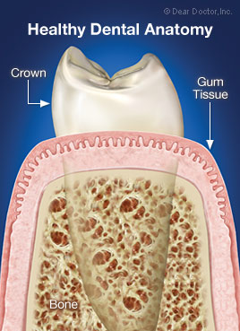 Healthy dental anatomy.