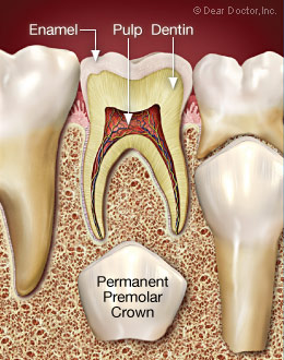 Healthy tooth.