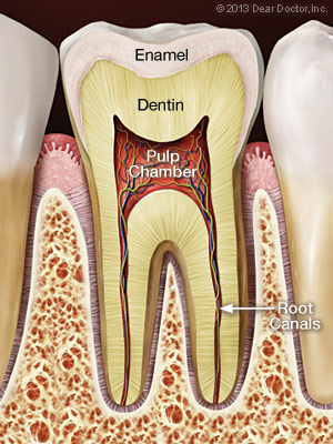 Normal pulp and root canals.