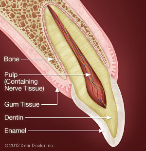 Healthy Front Tooth.