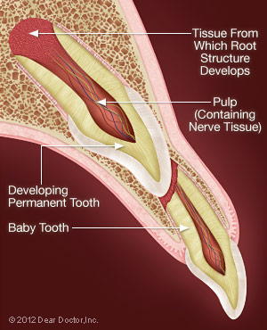 Saving New Permanent Teeth After Injury