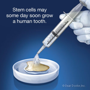 Stem cells may some day soon grow a human tooth.