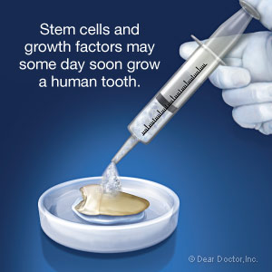 Stem cells may some day soon grow a human tooth.