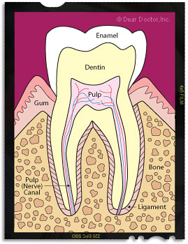 Anatomy of a tooth.