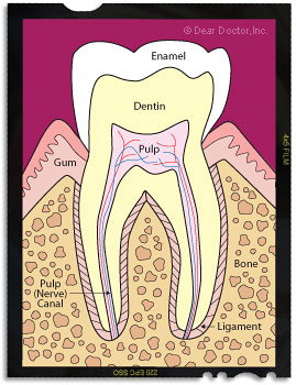 Anatomy of a tooth.