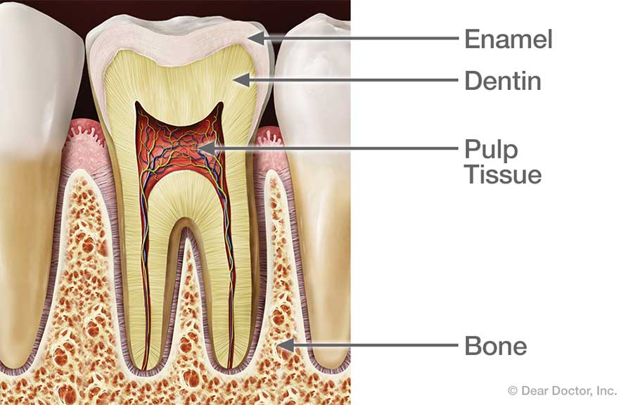 Healthy tooth anatomy.