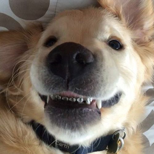 Pup Gets Braces - And it's a Dog-Gone Good Thing!