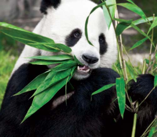 Zoo Panda Has Successful Dental Surgery!