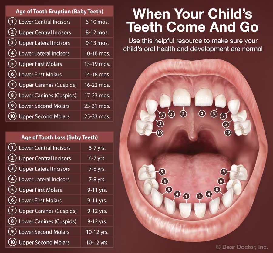 When Do You Lose Your Baby Teeth Chart