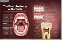 Anotomy of Teeth – Dear Doctor Magazine